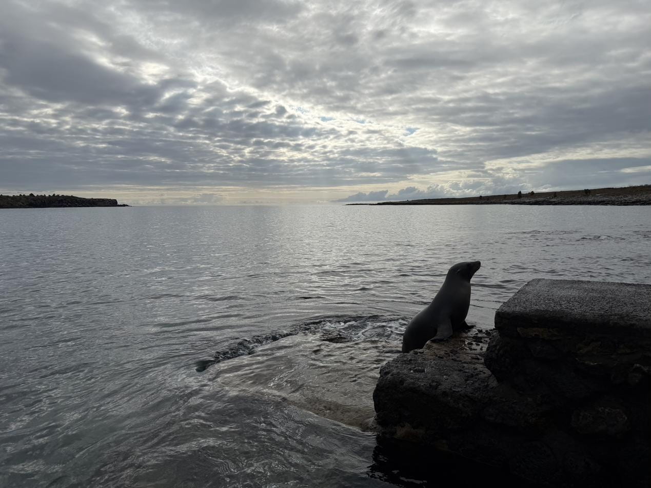 Sea lion resting on a rock