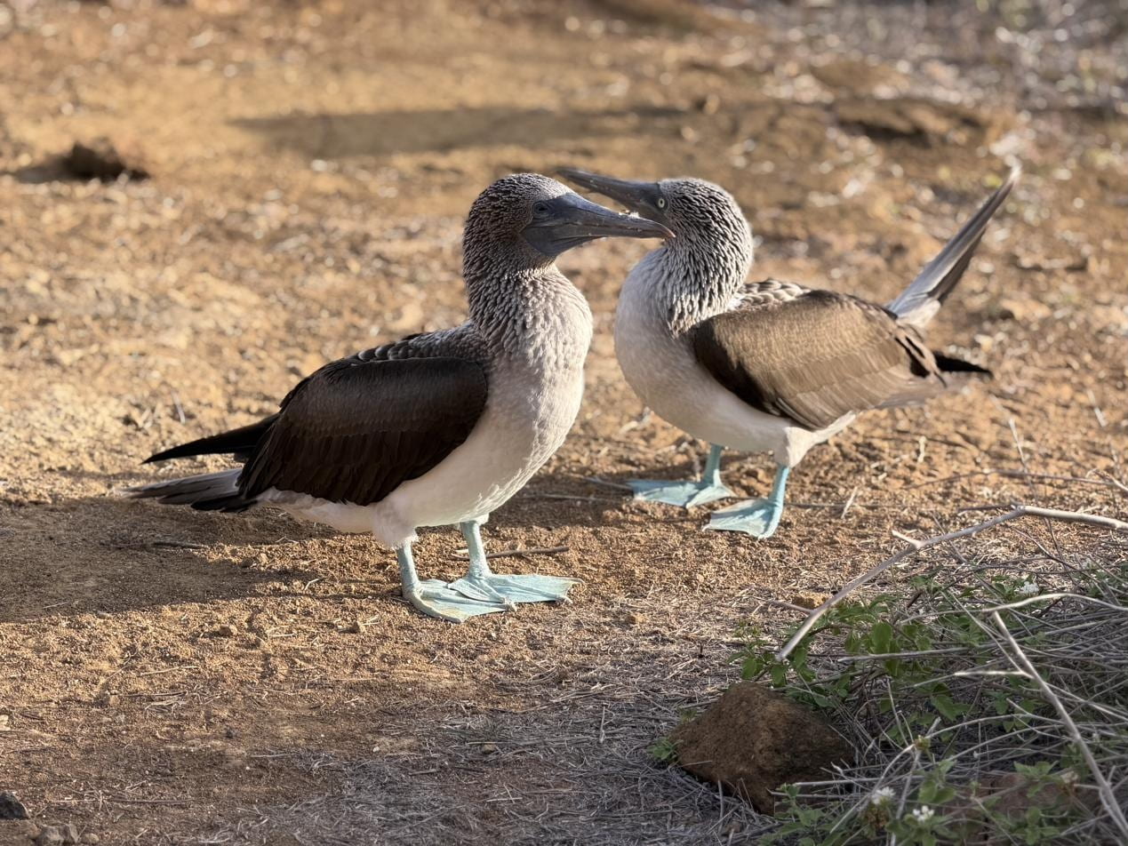 Pair of blue-footed boobies in courtship pose