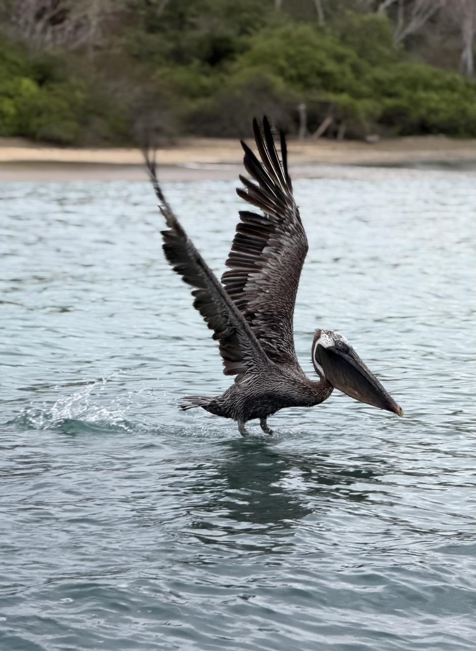 Pelican in flight with wings fully spread