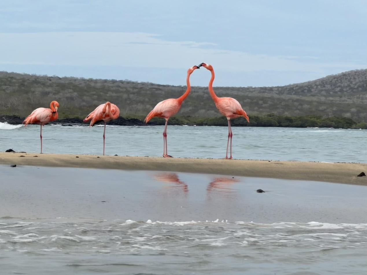 Group of pink flamingos in shallow water