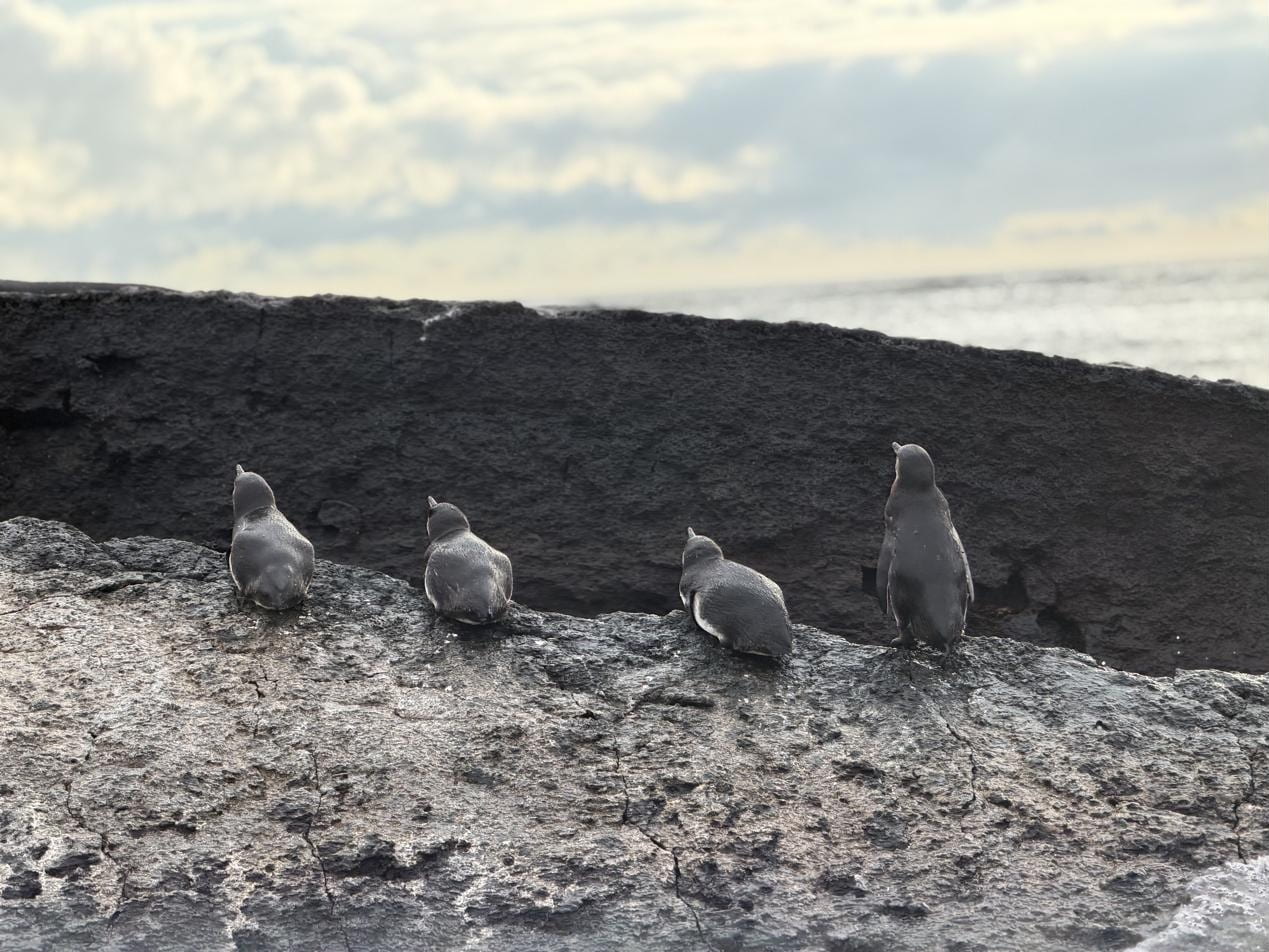 Four Galápagos penguins on a rock at sunset