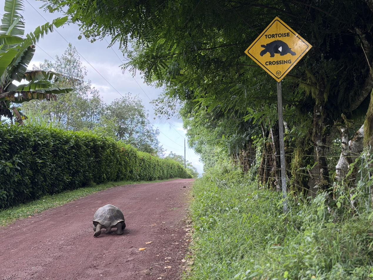 Tortoise crossing