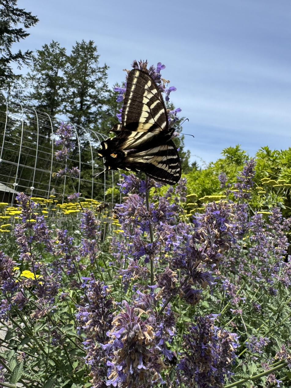Swallowtail butterfly on tall flowers